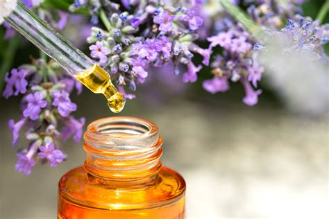 The Enchanted Fragrance: Exploring the Magical Properties of Lavender Oil